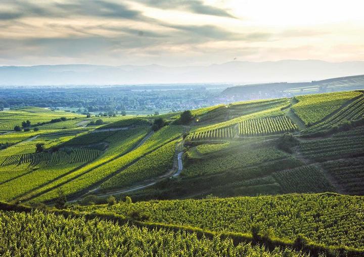 Weingut Freiherr von Gleichenstein